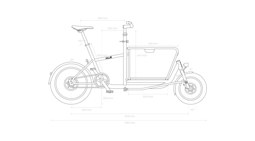 Muli Muskel dimensions